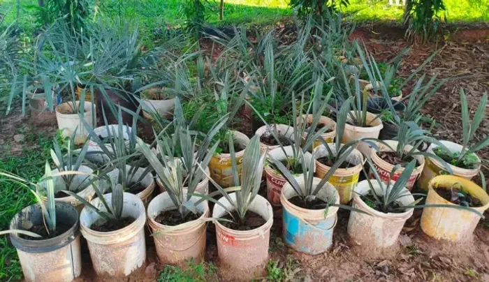  Muda de Palmeira Azul