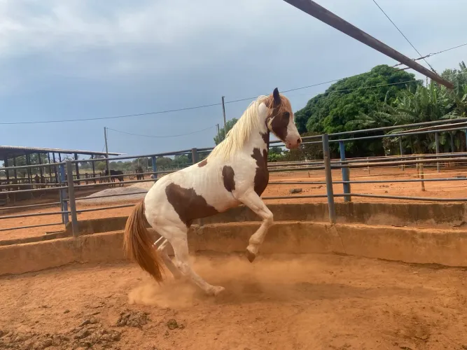 Paint horse para hipismo
