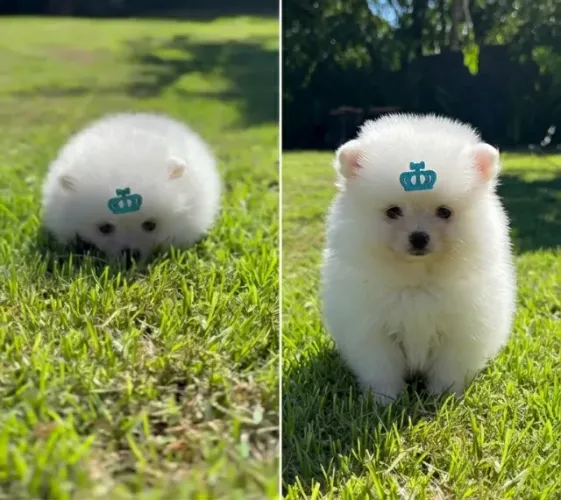 Spitz Alemão branco anão
