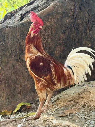 Galo Caipira