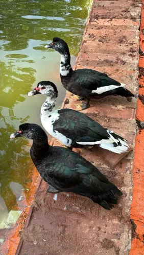 Vendo patos