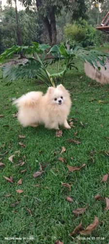 Lulu da Pomerânia Spitz alemão anão