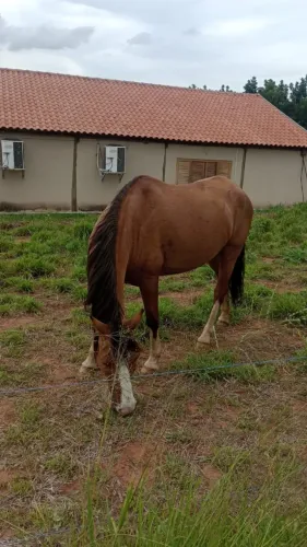 Cavalo Crioulo