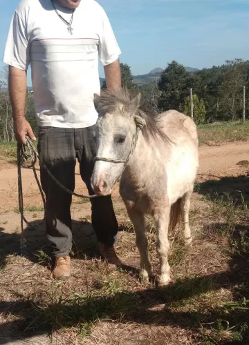Vende-se mini vaca e uma  ponei