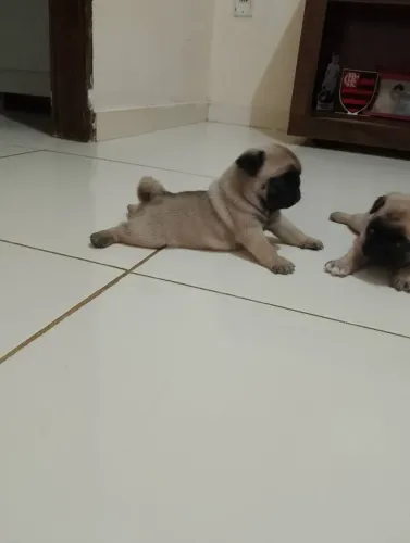 Pug disponível para reserva