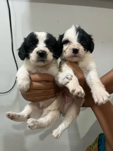 Filhotes para doação