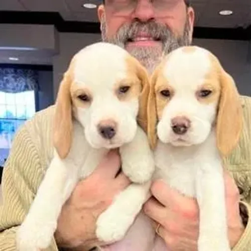 Beagle,Beagle Filhote Estrutura Perfeita Disponível
