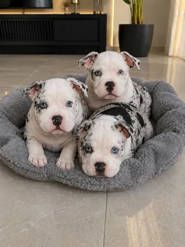 American bully alto nível