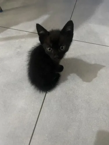 Gatinho preto macho