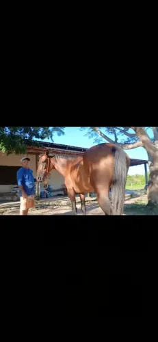 Vendo duas éguas e um potro