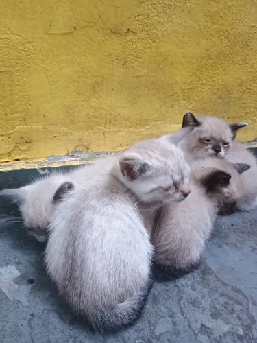 Gatinhos para doação 