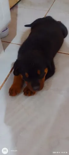 Cachorro rottweiler