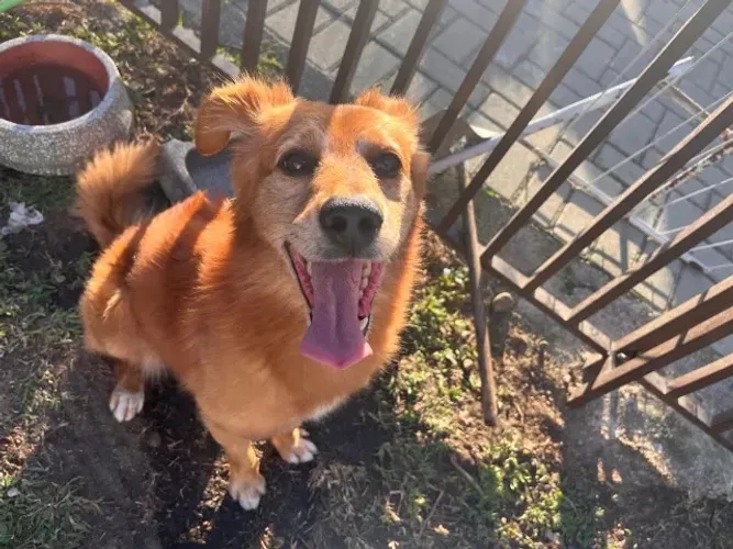 Cachorro doação