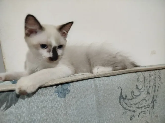 Gatinho siamês para adoção 
