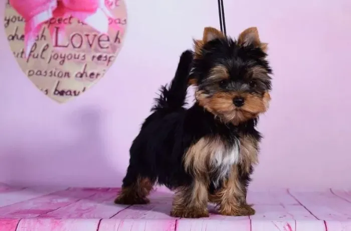 Yorkshire Terrier Um amigo que observa com ternura