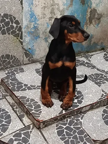 Doberman