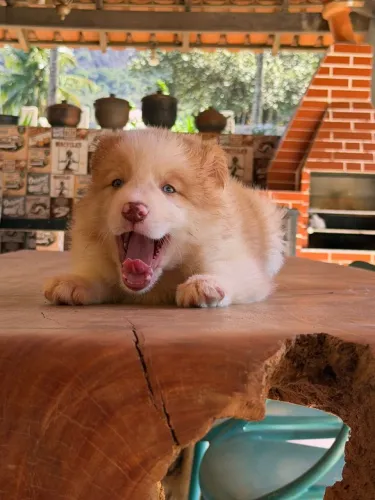BORDER collie para Cachoeira de macacu