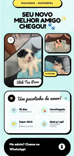Filhote Shitzu puro