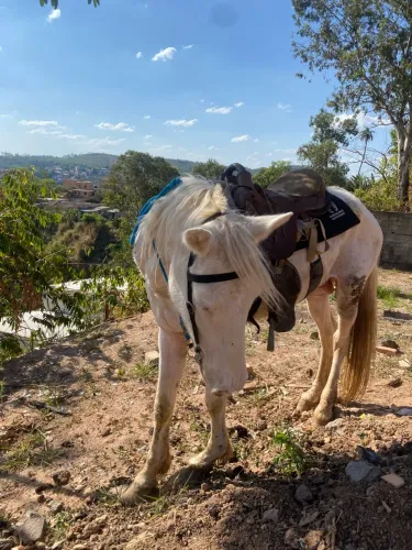? VENDE-SE CAVALO ALBINO - R$ 4.000,00 ?