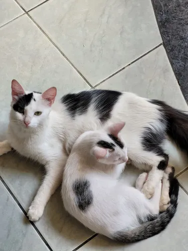 Doação gatos macho e fêmea 