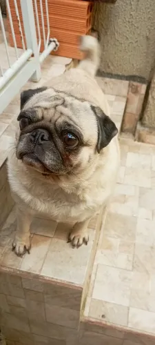 Fêmea de Pug pra sair hj 1 ano e meio