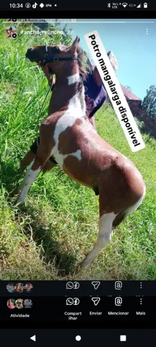 Potro mangalarga 