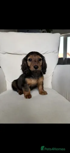 Baby dachshund/teckel/basset/salsicha/cofap dócil e temperamento saudável