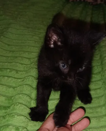 vendo filhote de gatinhos 