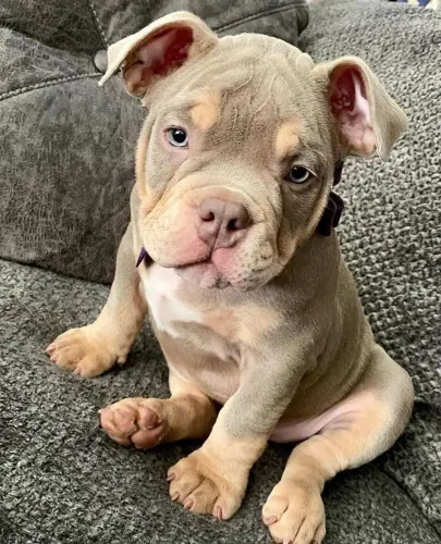 American Bully - Um Dog que Combina Com Carinho E Momentos Simples 