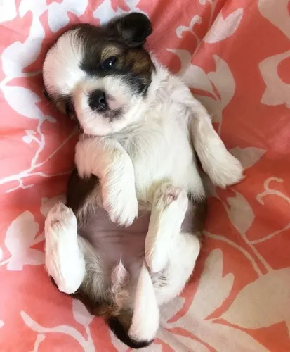 Pequenos Príncipes e Princesas Shih Tzu