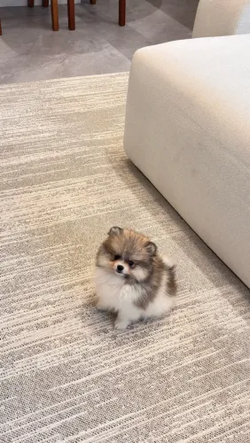 Spitz alemão anão fêmea