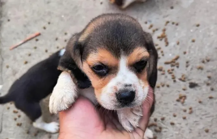 Beagle radiante