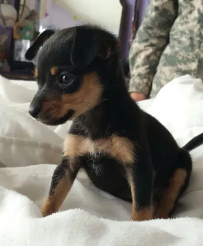 Filhotes de pinscher