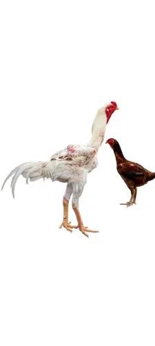 Ovos Galados Índio Gigante