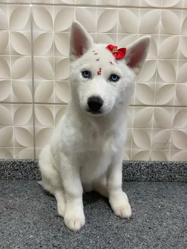 Filhote de husky disponível 