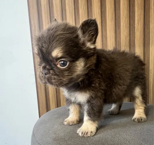 Bulldog francês Fluffy