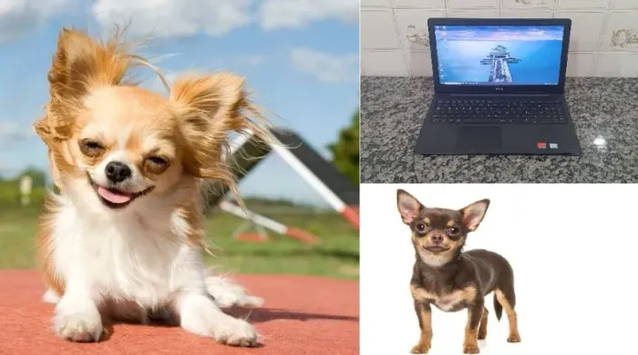 Troco Dell i5 - 8GB - Vídeo AMD 2GB x Chihuahua