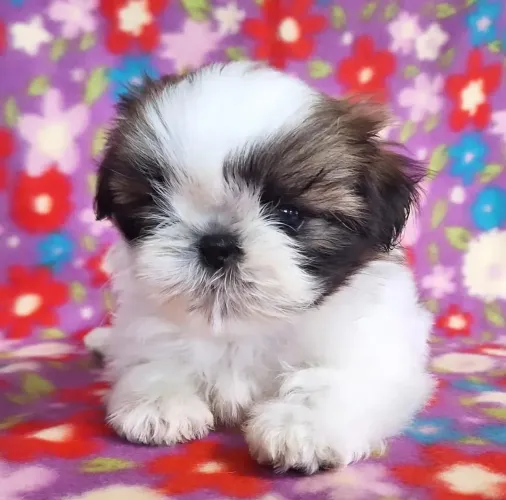 Filhote shih tzu, Nada se compara ao amor sincero de um cachorrinho!