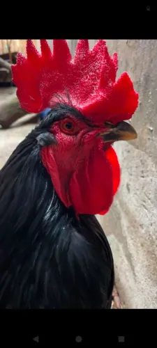 Galo Brahma