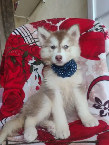 Husky Sibériano