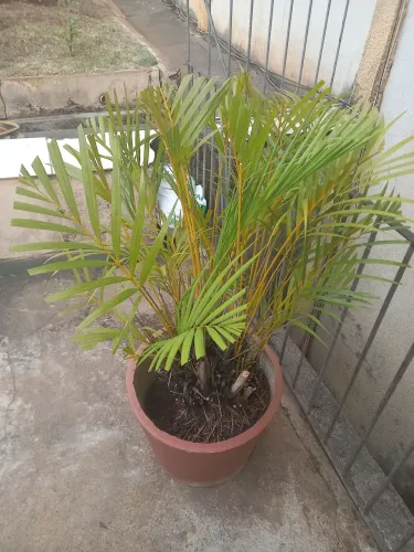 Vaso com palmeira areca,40x40