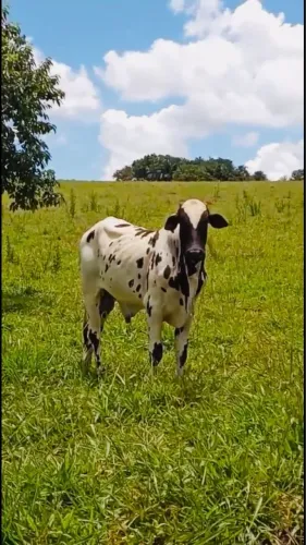 Boi Nelore Pintado