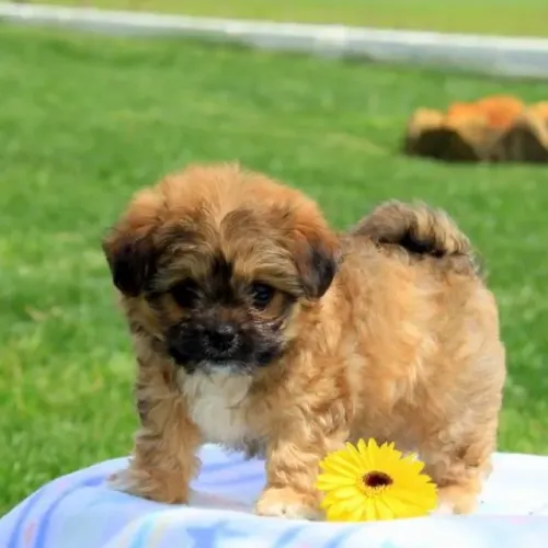 poodle