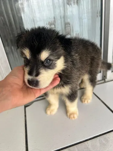 Filhote de husky siberiano(Fêmea)