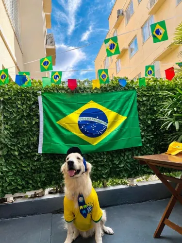 Procuro uma Namorada Golden Retriever 