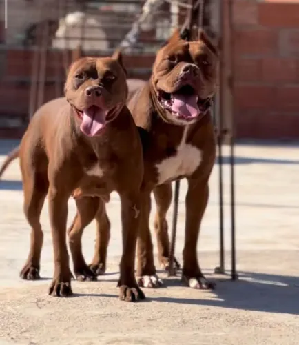 Pit Bull red nose  macho