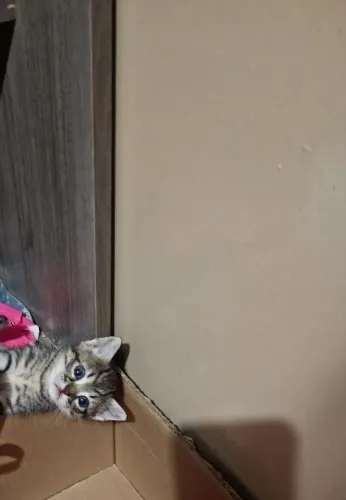 Doação de filhotes de gatos