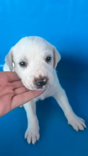 Doação de filhote de cachorro(Macho),40 dias já vermifugado