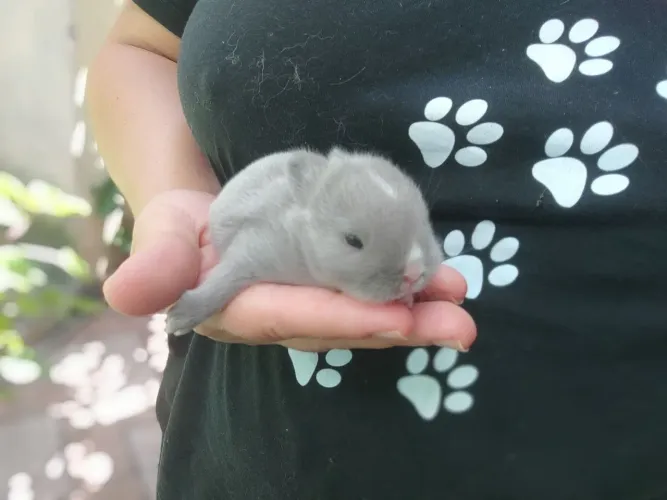Coelhinhos Netherlands 