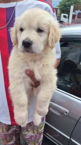 Filhote de Golden Retriever com Pedigree Disponível